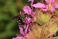 08 zesvlekkige groefbij Lasioglossum sexnotatum f op wolfpoot Stalberg De Hamert_resize
